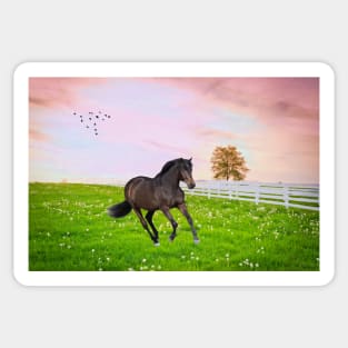 Black Stallion at Dawn Sticker